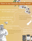 Infographic explaining how BeeNZ Manuka Honey is made