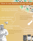 An infographic explaining how BeeNZ's premium New Zealand Kanuka honey is made