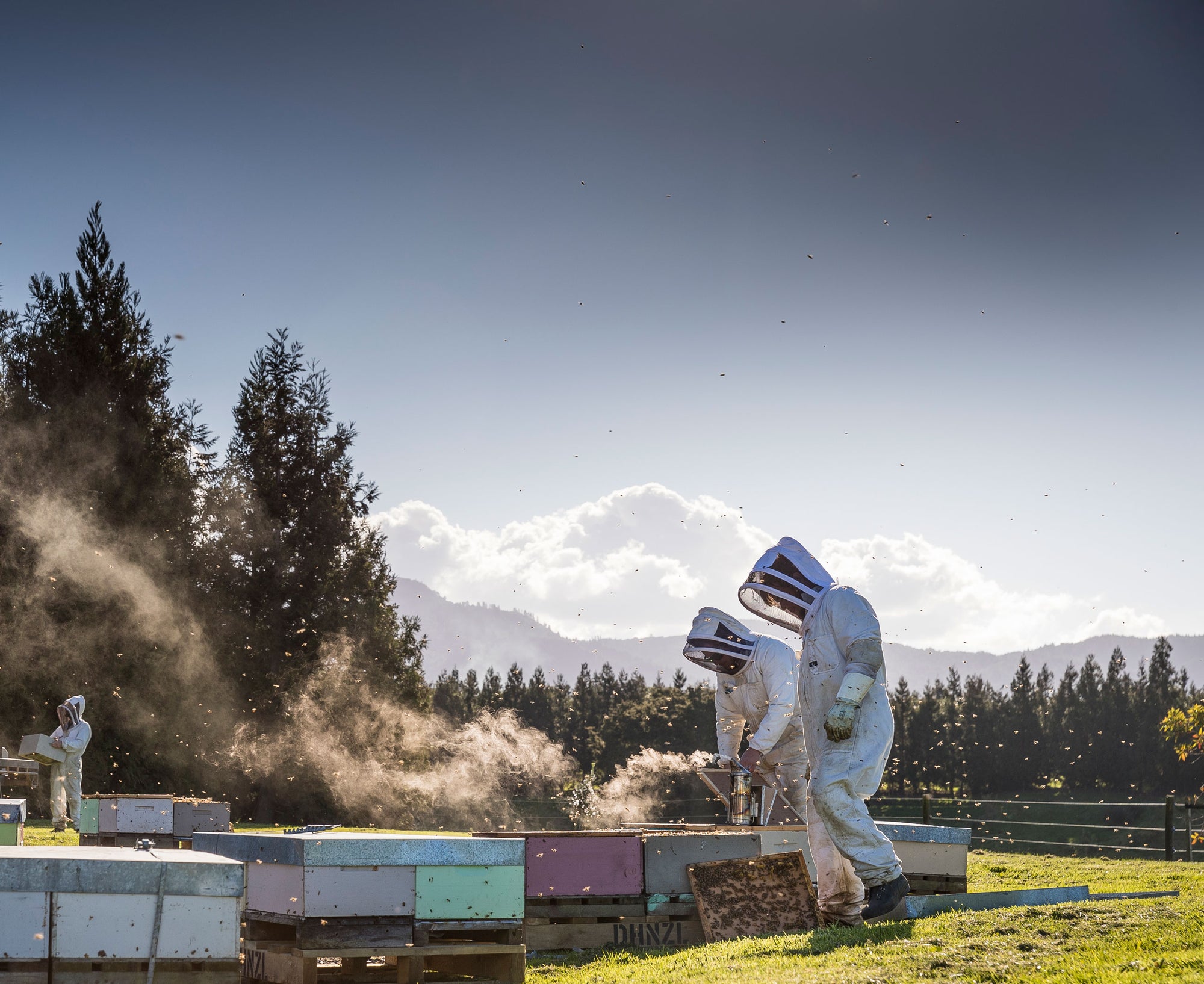 Team of beekeepers tending to hives in New Zealand Field