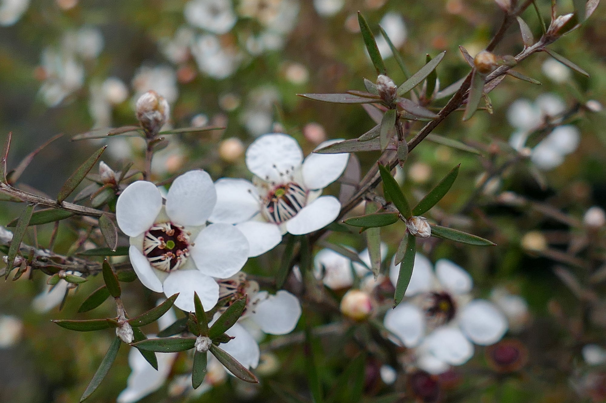 Close up of a manuka branch in flower