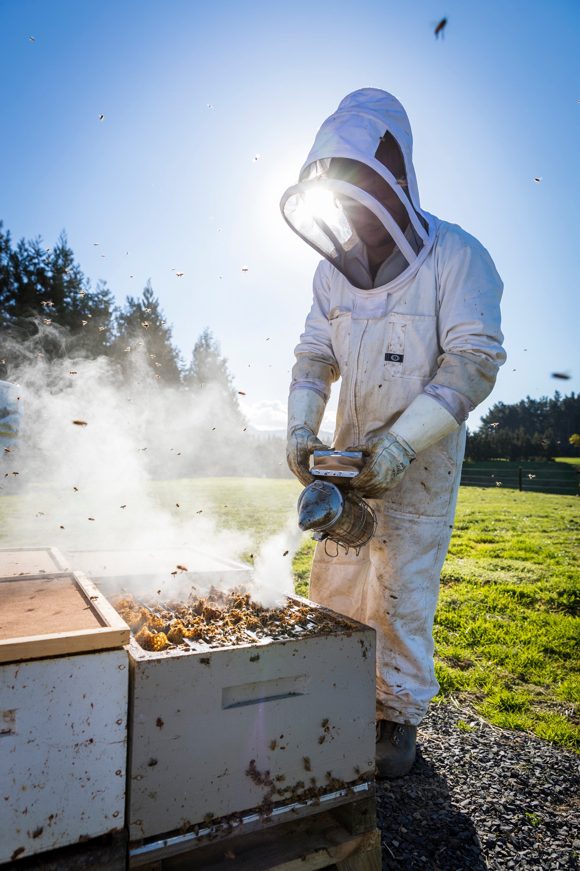 Beekeeping smoking bees from a hive to safely check hive health. Background shows blue sky and a pristine New Zealand pasture