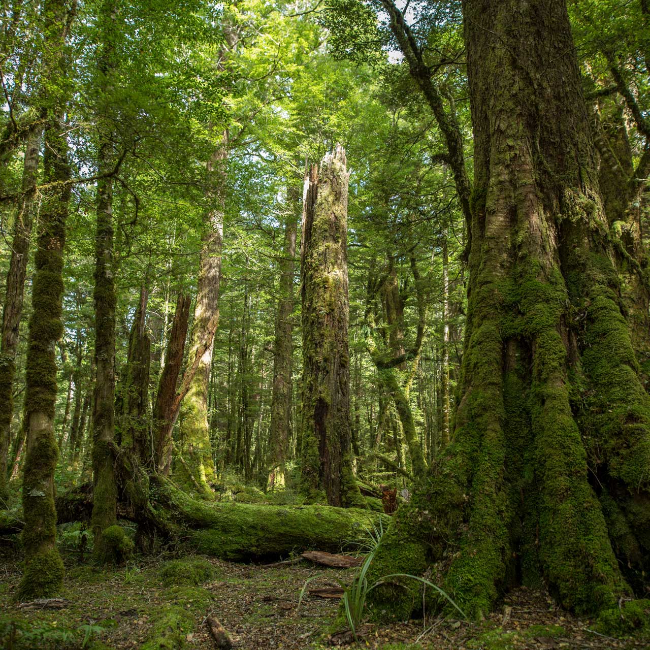 NZ-forest-image.jpg__PID:94bfce6e-69db-4b8d-874f-5649e271721b